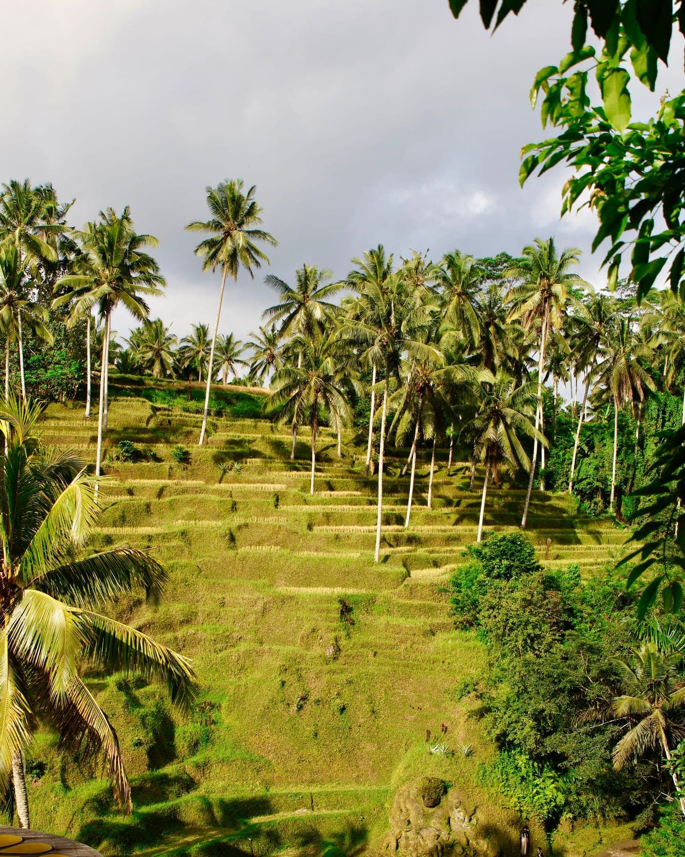 Rice terraces stepping down the valley at Tegallalang