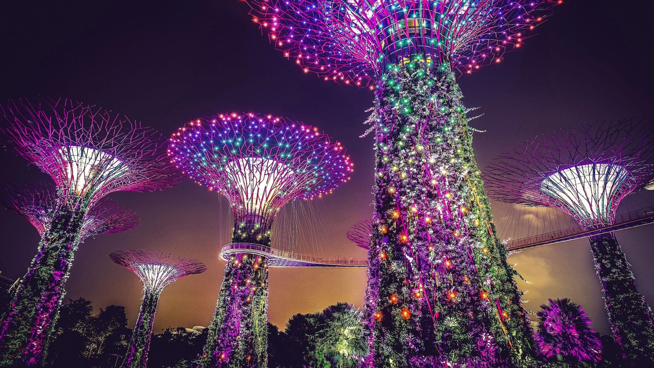 The Supertree Grove lit at night at Gardens by the Bay