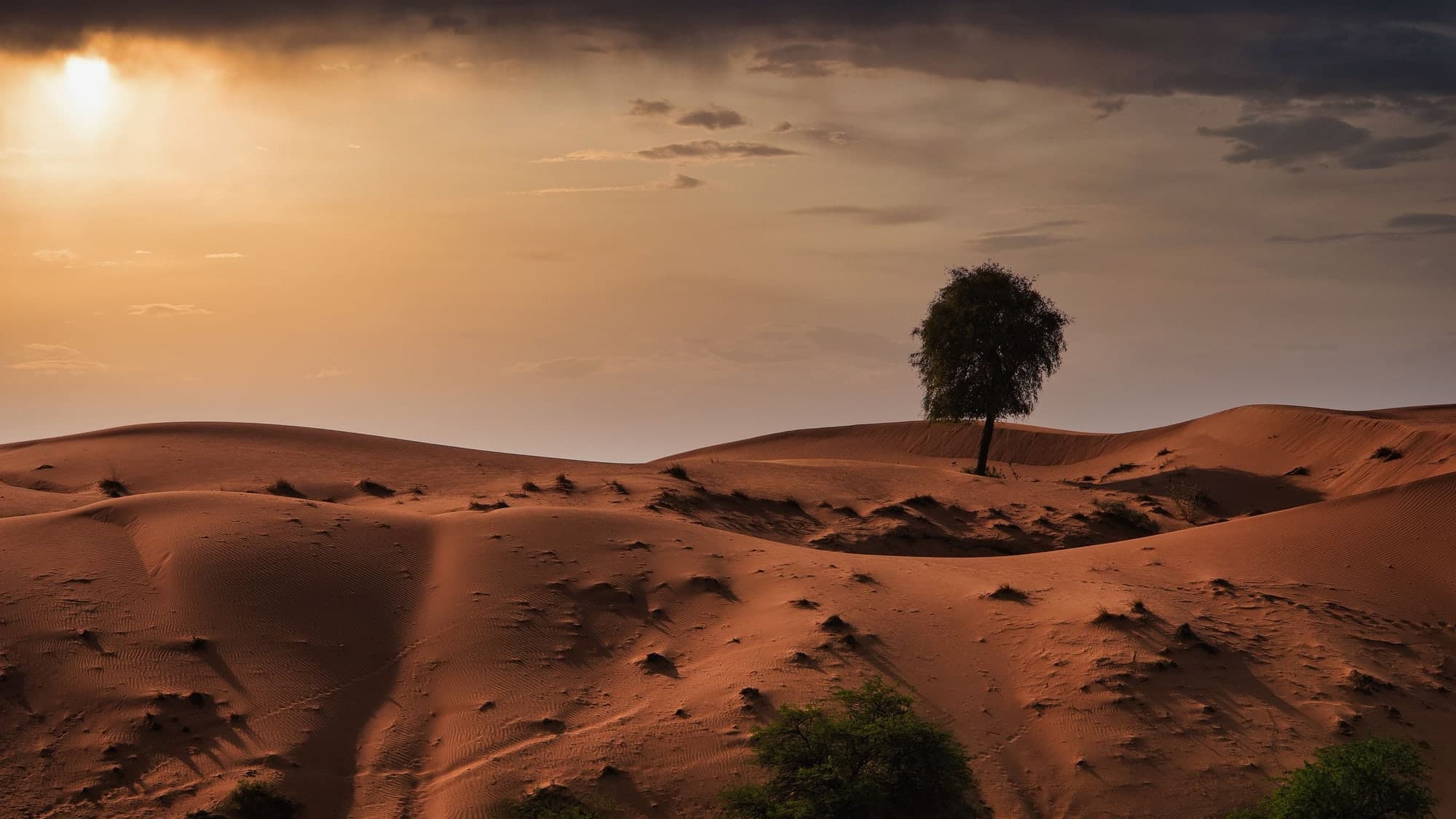 Guests enjoying a desert safari in Dubai
