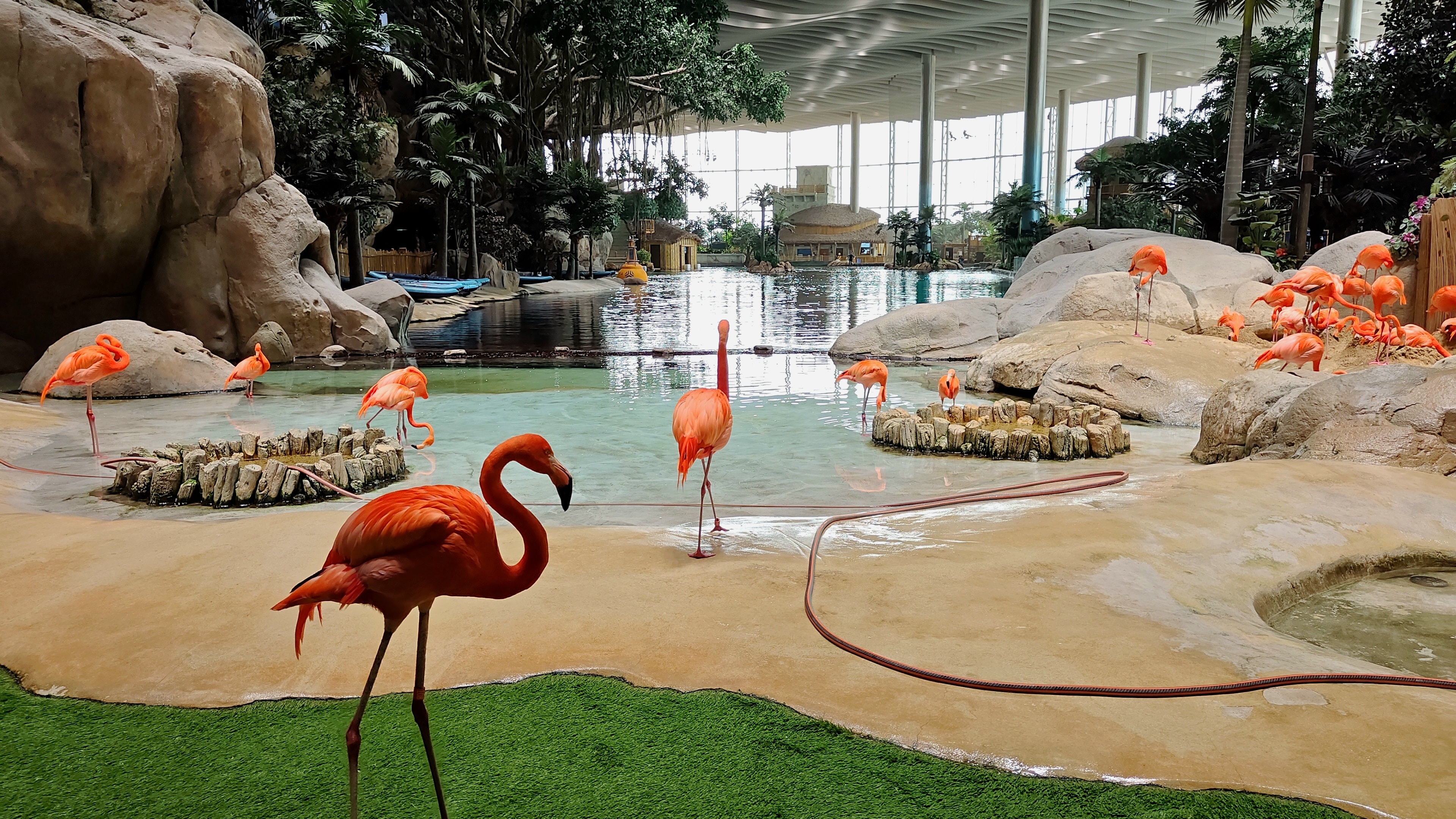 Inside SeaWorld Yas Island, Abu Dhabi — flamingos on the indoor lagoon under the park's wave-form roof and glazed curtain wall