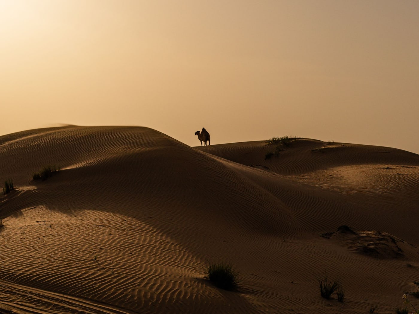 Rolling dunes at dusk with a lone camel silhouetted on the far ridge