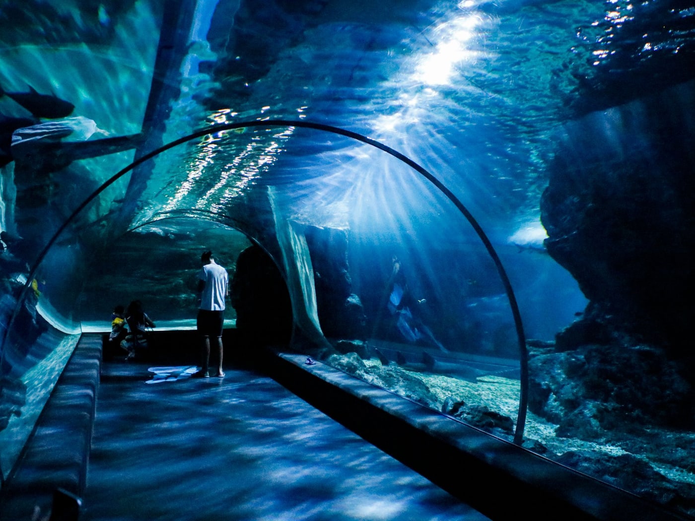 A walk-through aquarium tunnel, a single visitor inside it under a curved wall of blue water